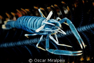 Crinoid shrimp by Oscar Miralpeix 